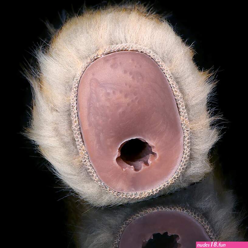 Monkey Pussy Male Masturbator