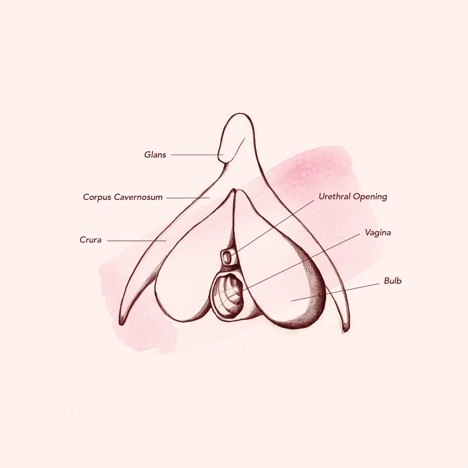 Vagina Diagram Anatomy: Everything You Need To Know
