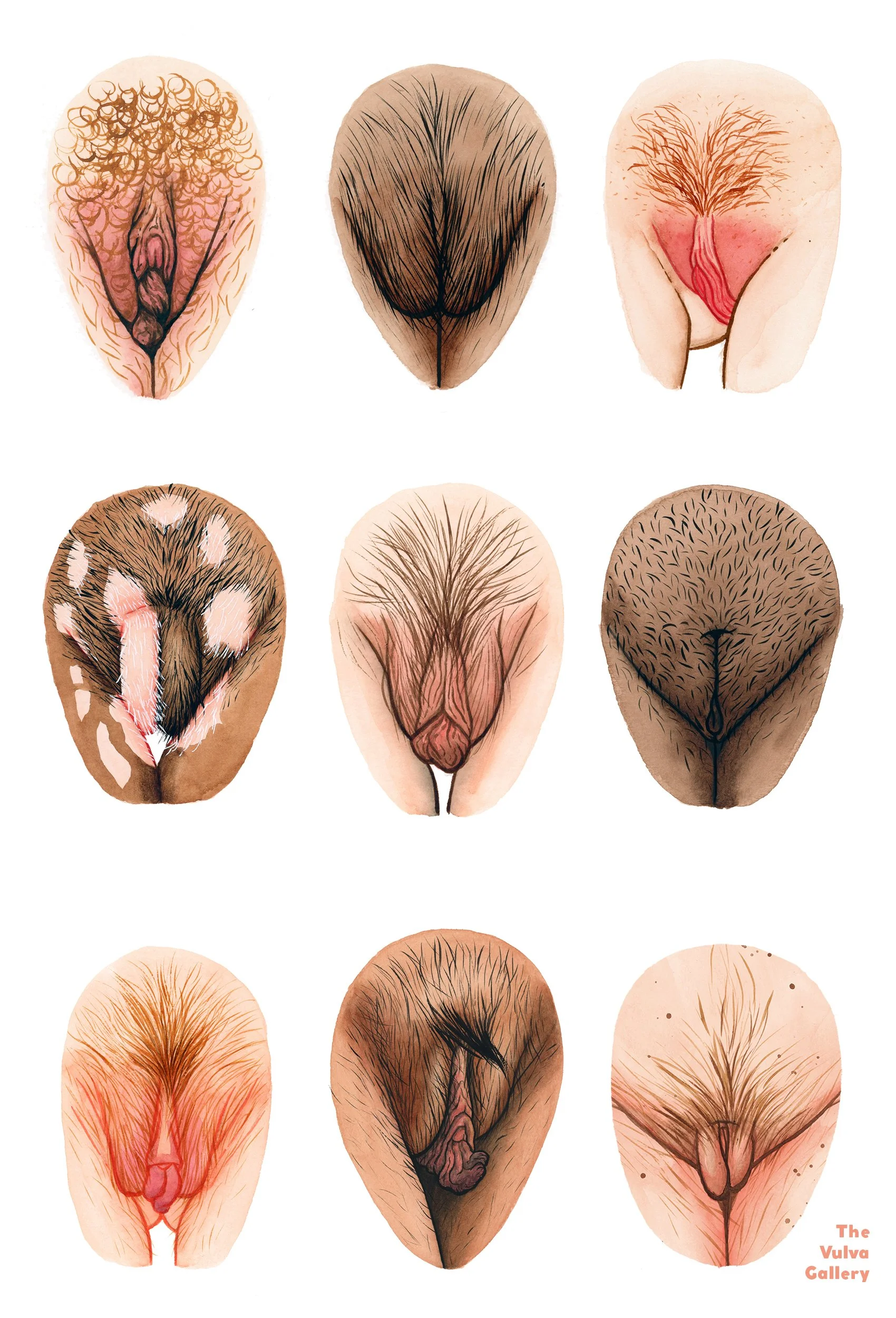 Anatomy The Vulva Gallery