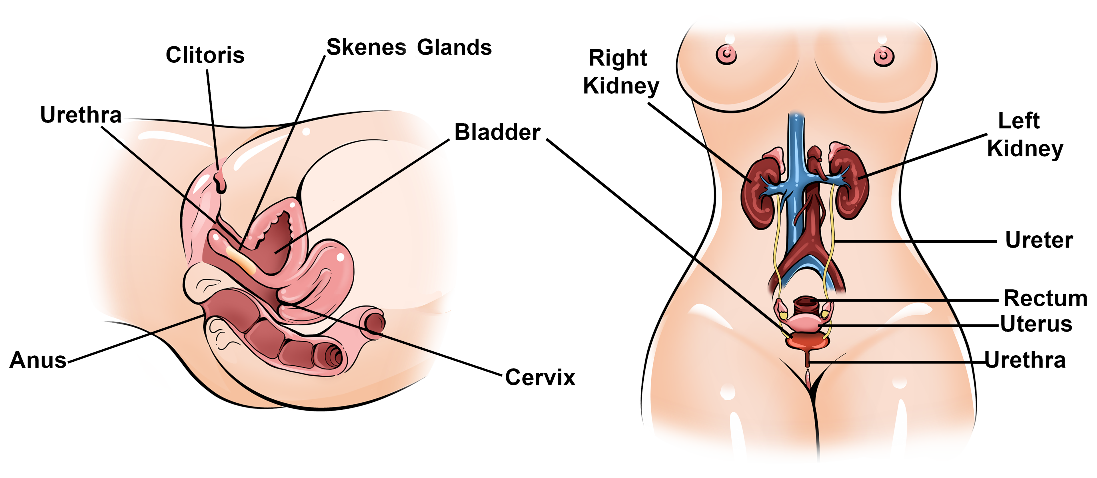 Squirting vs Cumming: How To Read Her Signs Every Time