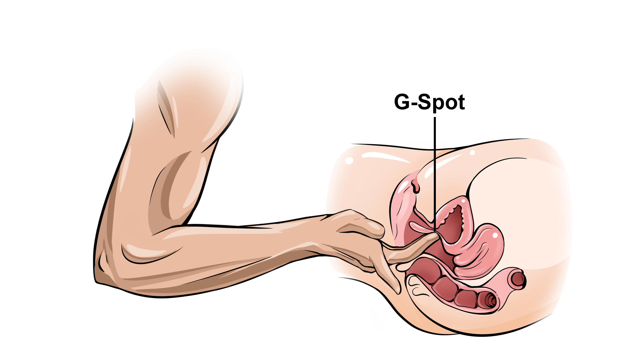 How to Give Her a Squirting Orgasm: The Complete Guide