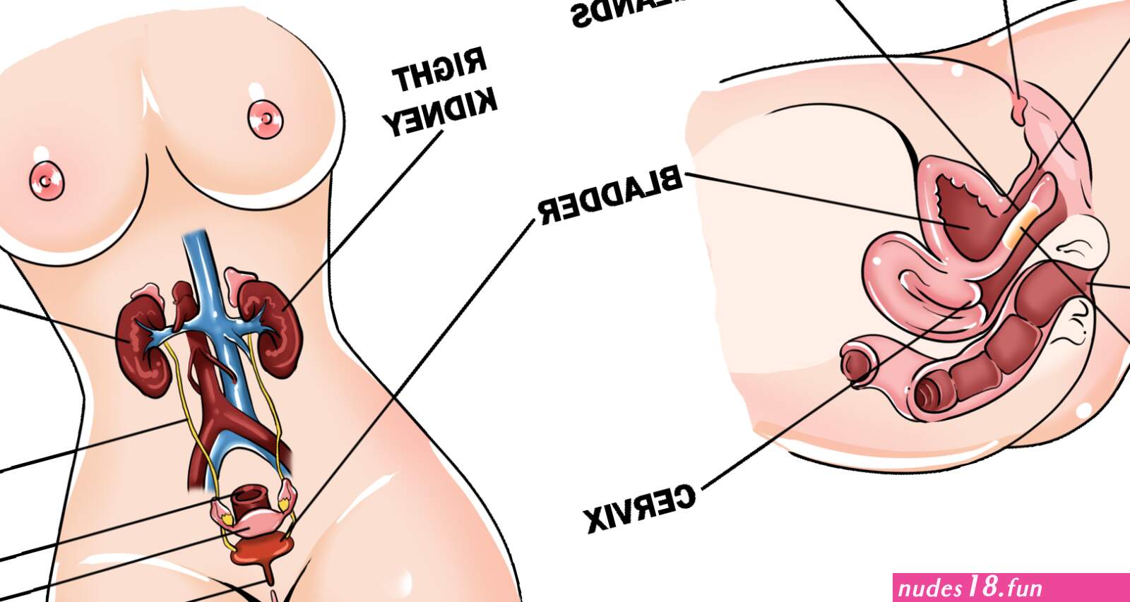 Why Do Women Squirt? The Truths Behind Female Squirting Finally Explained!