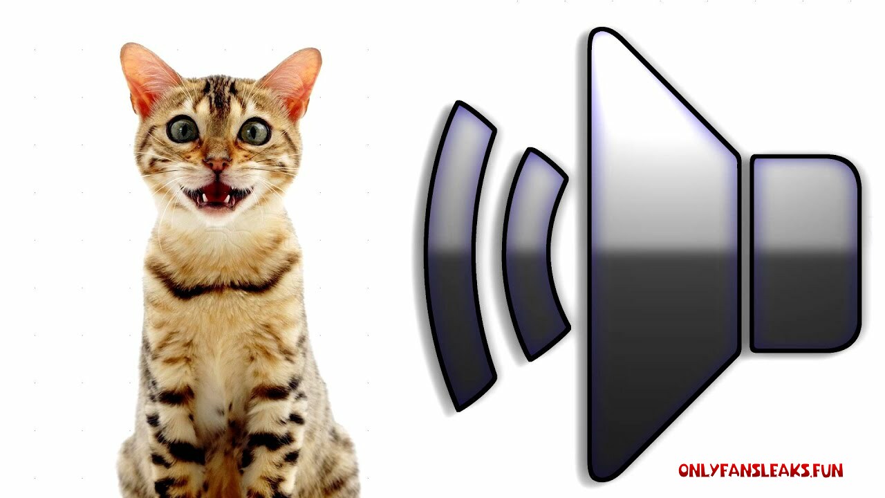 a meow recording