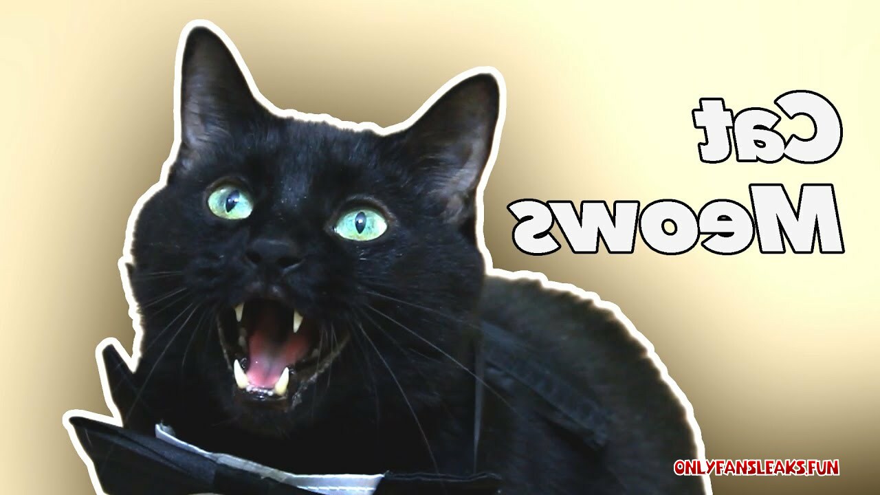 a meow recording