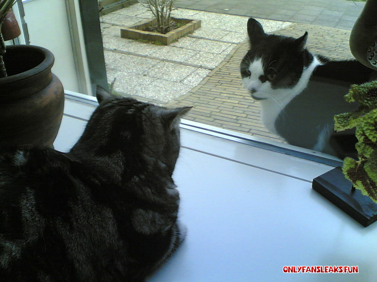 a meow recording