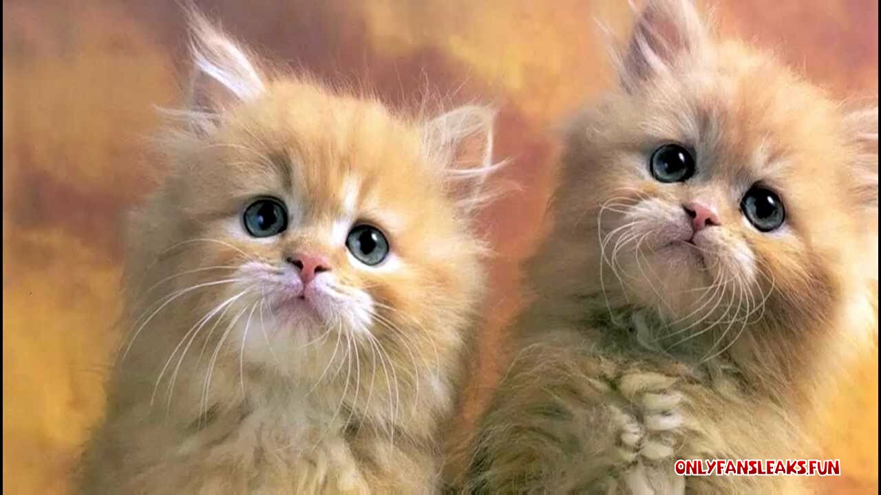 a meow recording