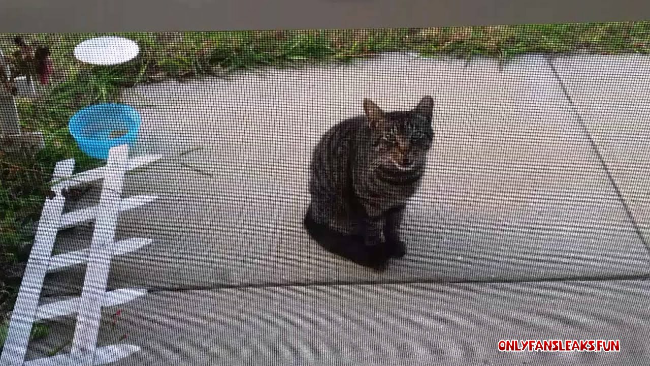 a meow recording