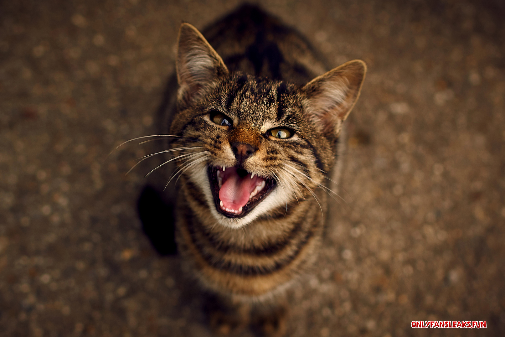 a meow recording