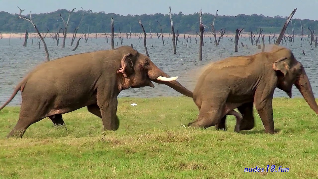 furry elephant copulation
