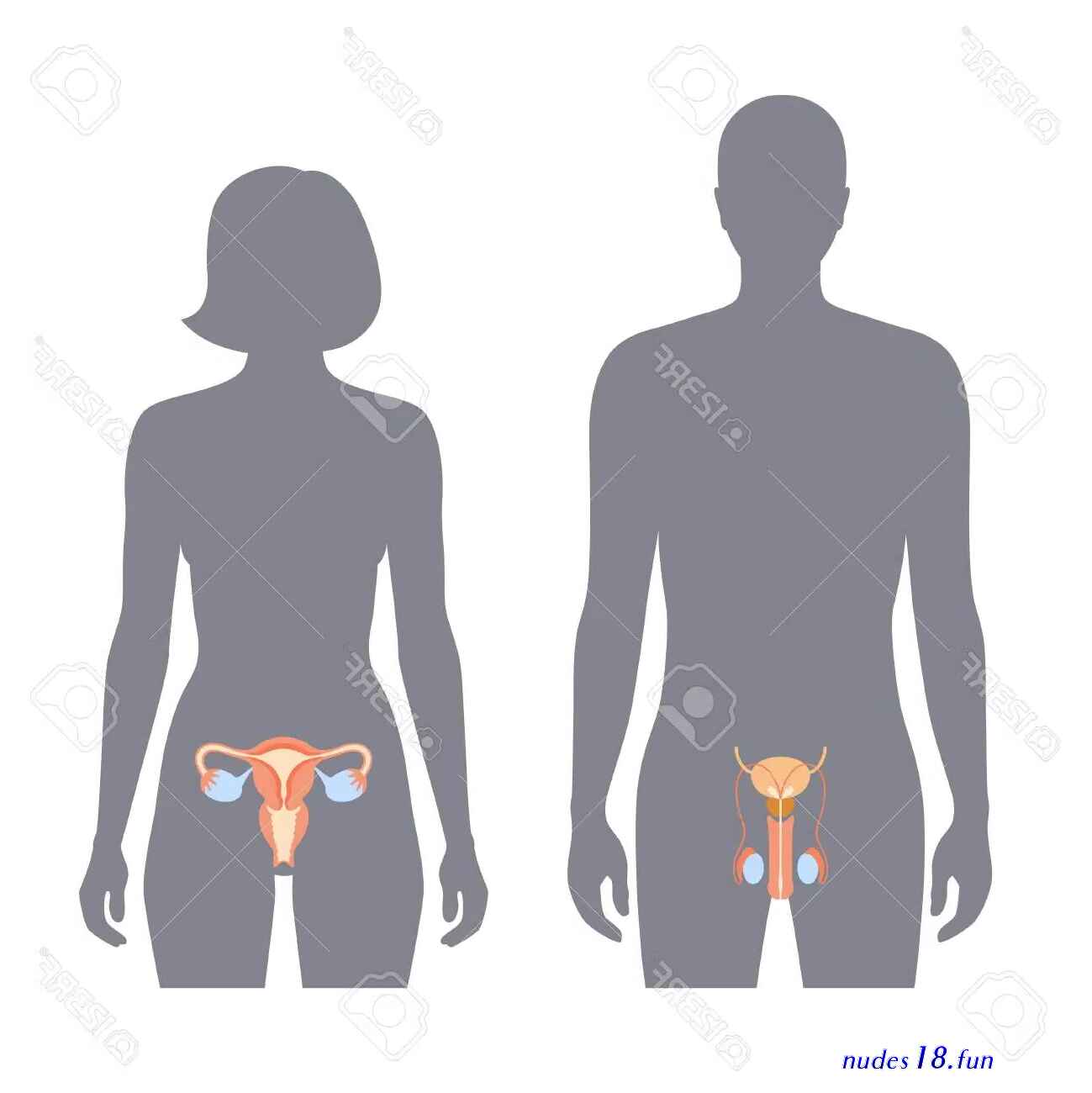 females penis pic