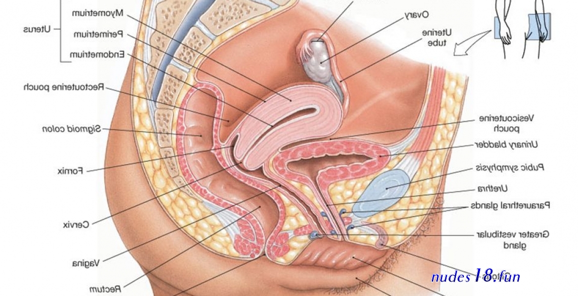 females penis pic
