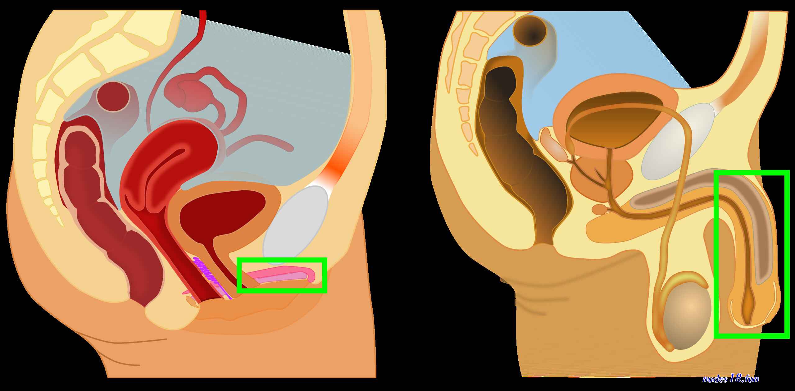 females penis pic