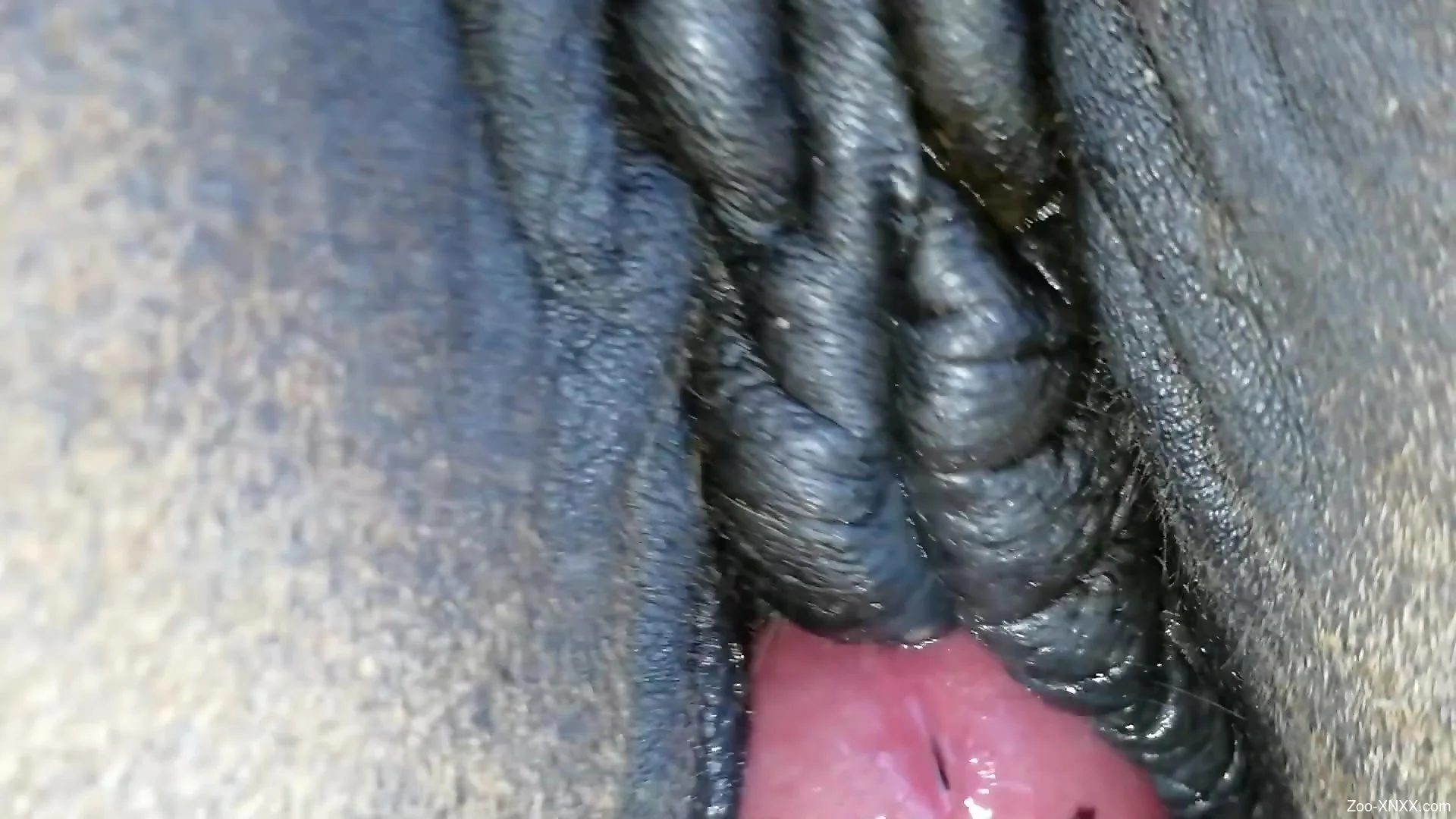 Dude with an uncut cock cums on a mares pussy
