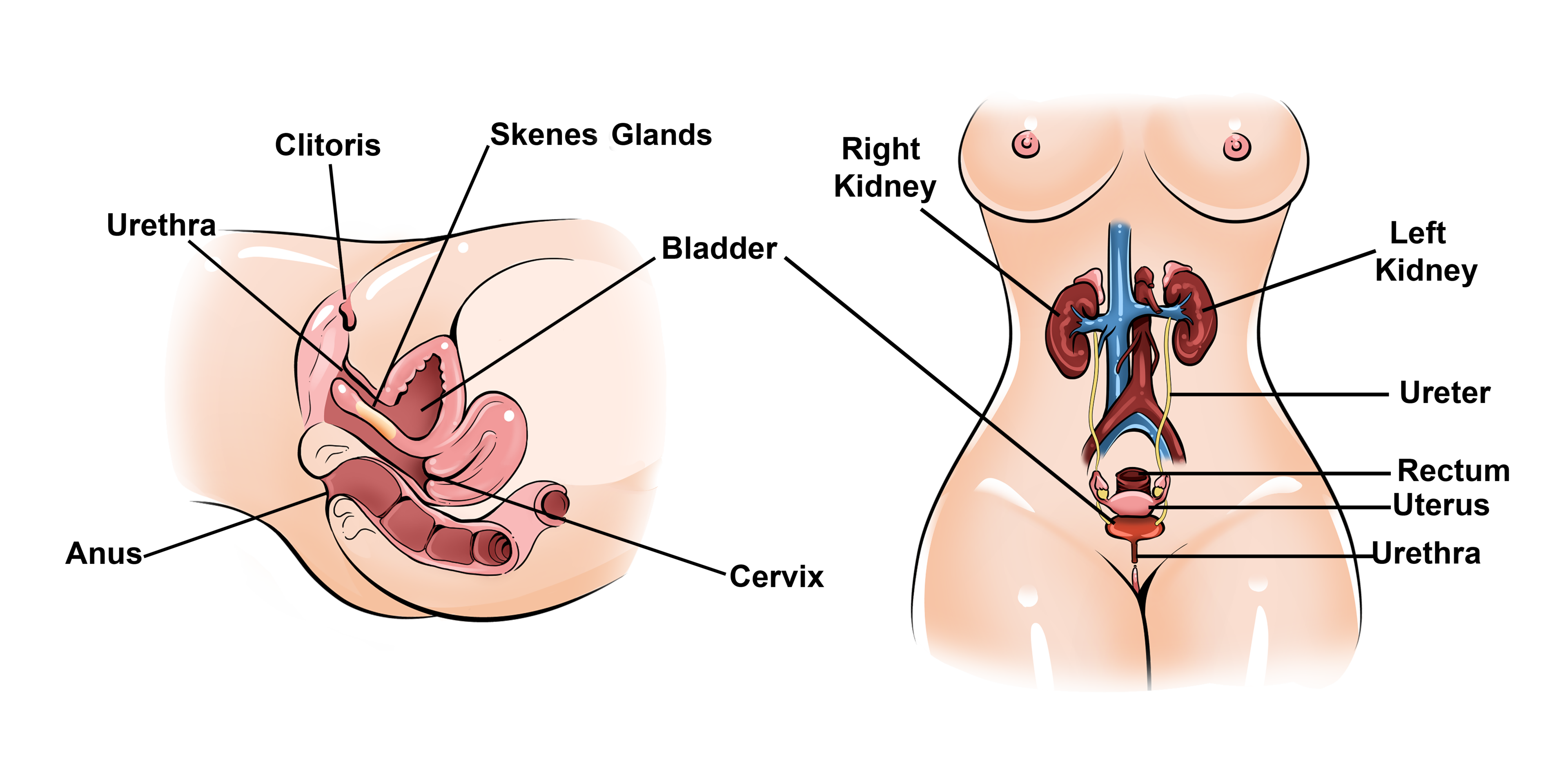 How to Give Her a Squirting Orgasm: The Complete Guide